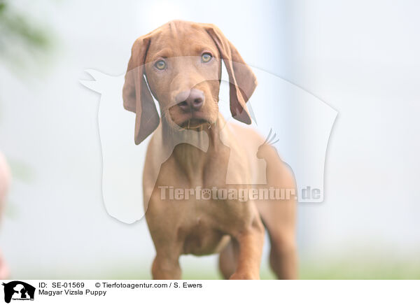Magyar Vizsla Puppy / SE-01569