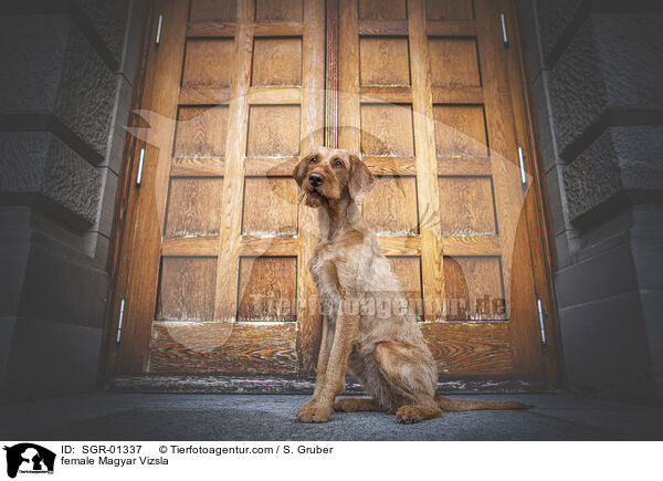 female Magyar Vizsla / SGR-01337