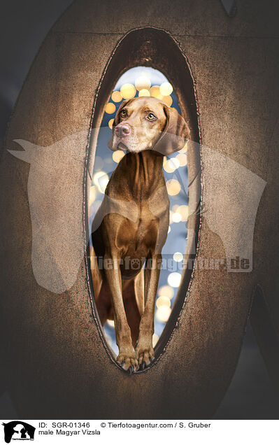 male Magyar Vizsla / SGR-01346