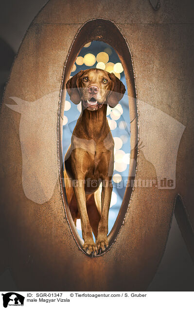 male Magyar Vizsla / SGR-01347