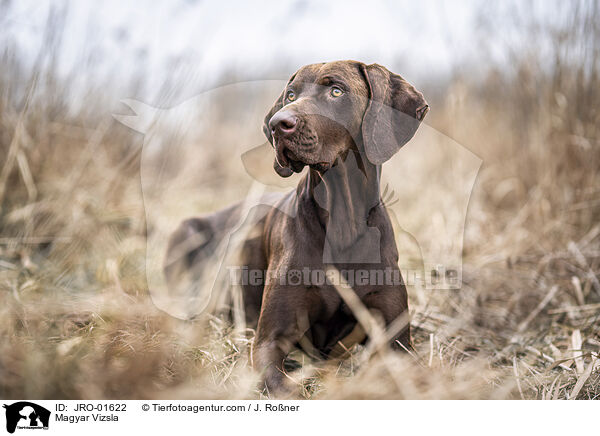 Magyar Vizsla / JRO-01622