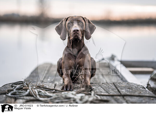 Magyar Vizsla / JRO-01623