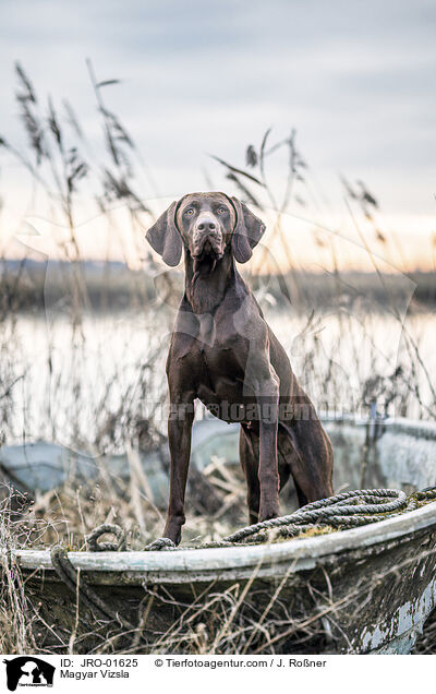 Magyar Vizsla / JRO-01625