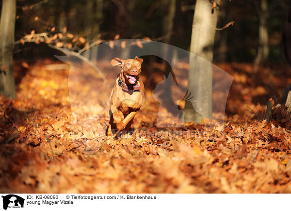 young Magyar Vizsla / KB-08093
