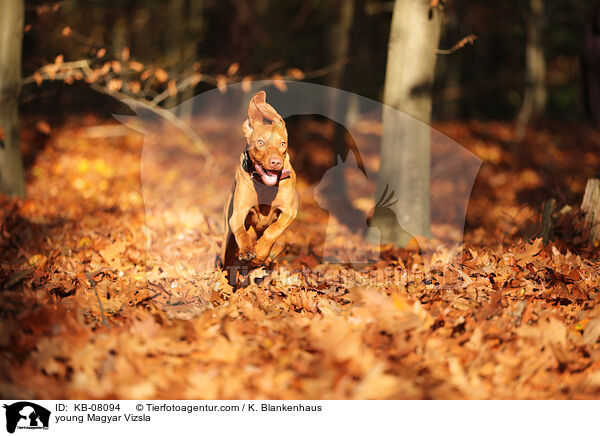 young Magyar Vizsla / KB-08094
