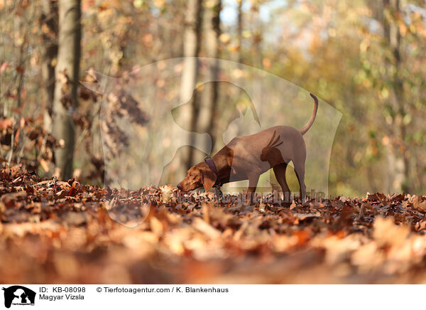Magyar Vizsla / KB-08098