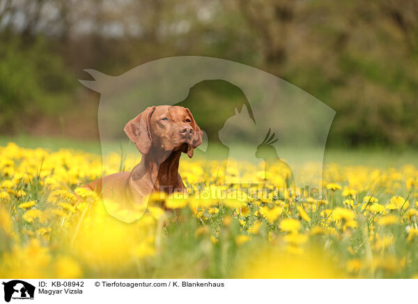 Magyar Vizsla / KB-08942