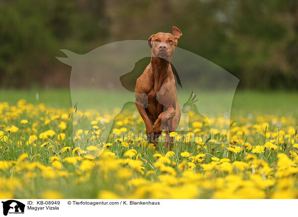 Magyar Vizsla / KB-08949