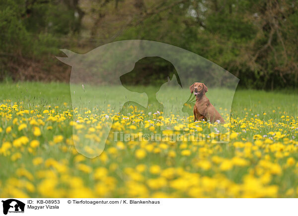 Magyar Vizsla / KB-08953