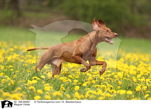 Magyar Vizsla / Magyar Vizsla / KB-08961