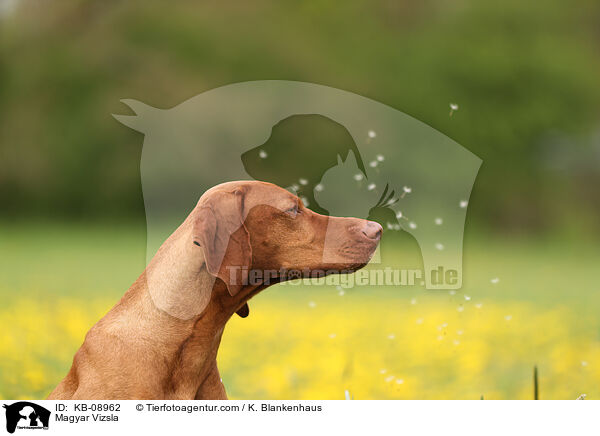 Magyar Vizsla / KB-08962