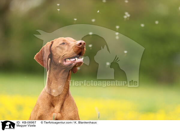 Magyar Vizsla / Magyar Vizsla / KB-08967