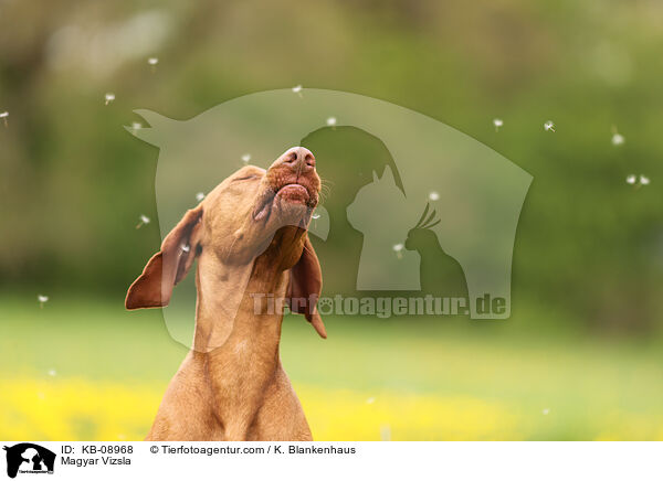 Magyar Vizsla / Magyar Vizsla / KB-08968
