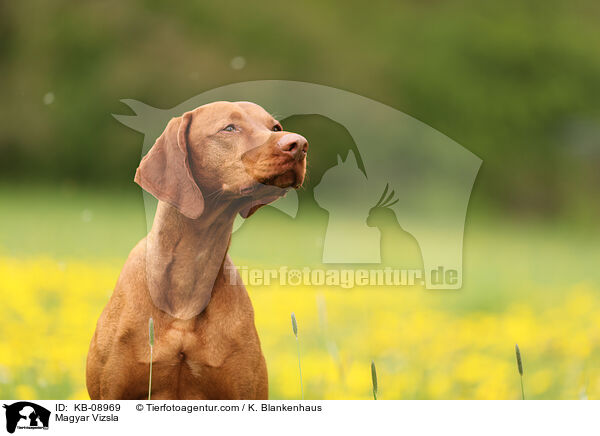 Magyar Vizsla / Magyar Vizsla / KB-08969