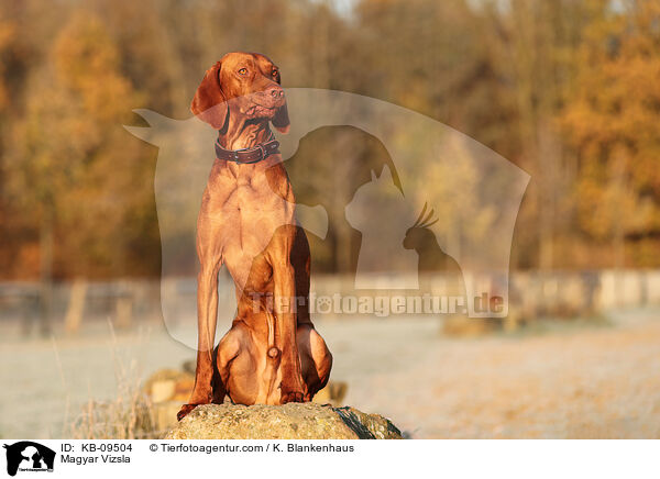 Magyar Vizsla / KB-09504