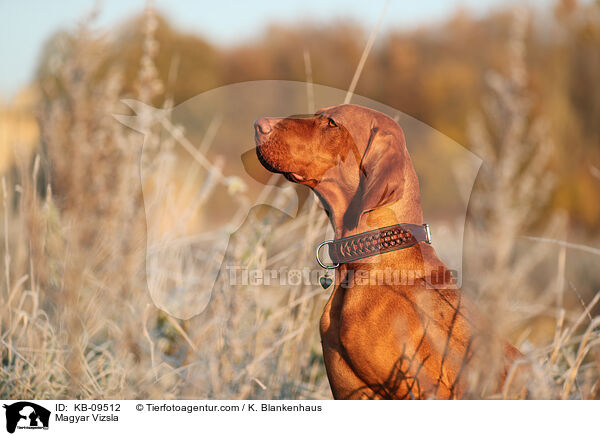 Magyar Vizsla / KB-09512