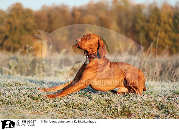 Magyar Vizsla / KB-09527