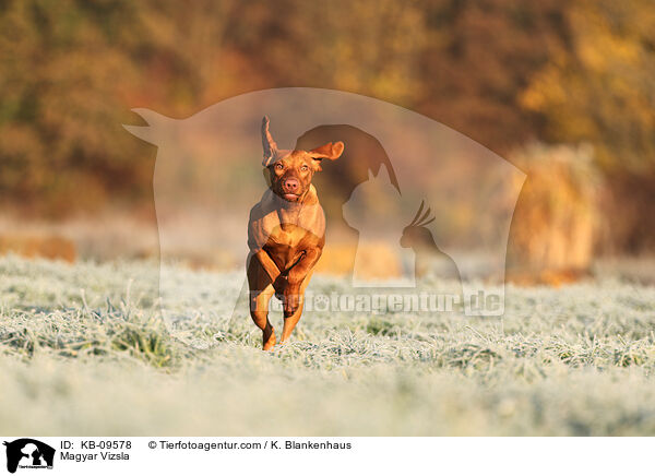 Magyar Vizsla / KB-09578