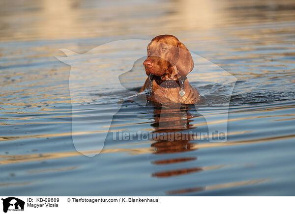 Magyar Vizsla / KB-09689