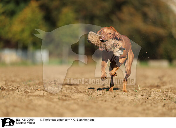 Magyar Vizsla / KB-09694