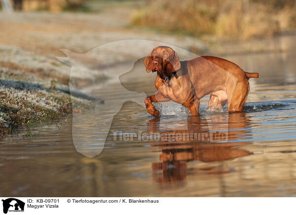 Magyar Vizsla / KB-09701