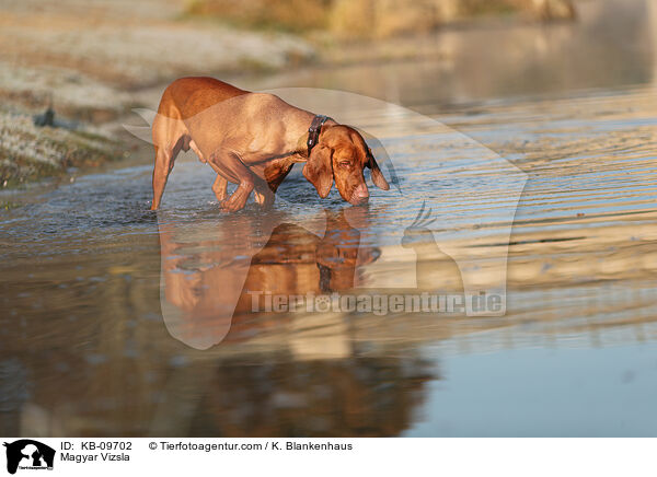 Magyar Vizsla / KB-09702