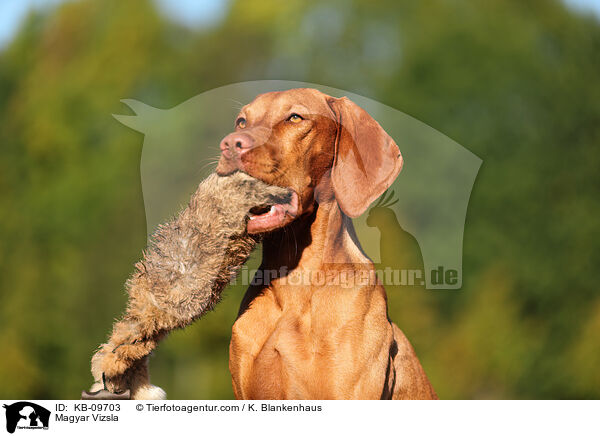 Magyar Vizsla / KB-09703