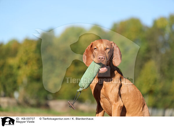 Magyar Vizsla / KB-09707