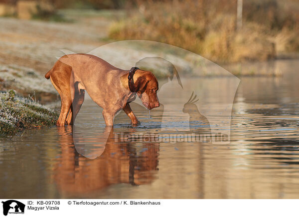 Magyar Vizsla / KB-09708