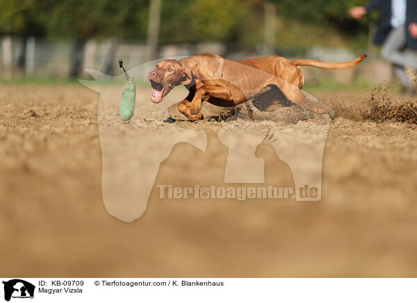 Magyar Vizsla / KB-09709