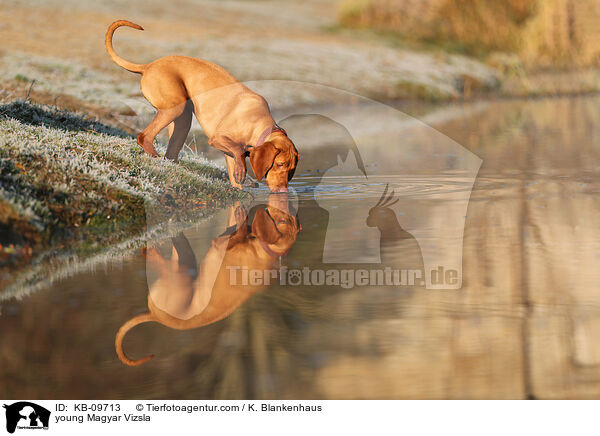 young Magyar Vizsla / KB-09713