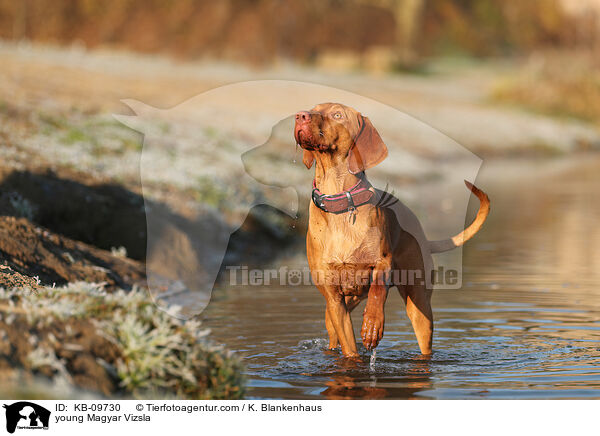 young Magyar Vizsla / KB-09730