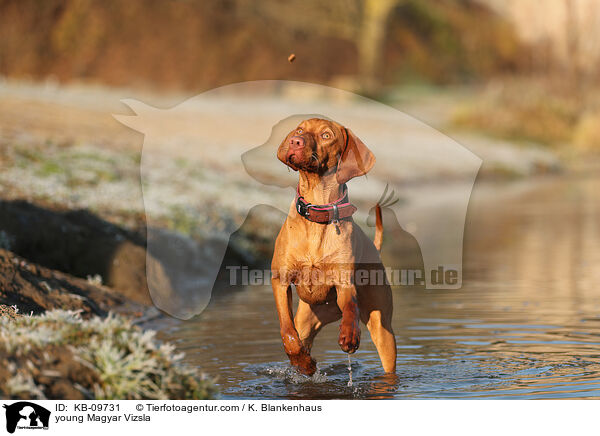 young Magyar Vizsla / KB-09731