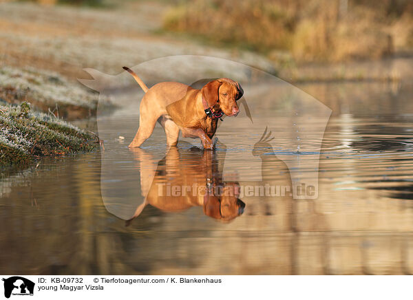 young Magyar Vizsla / KB-09732