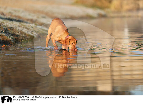 young Magyar Vizsla / KB-09738