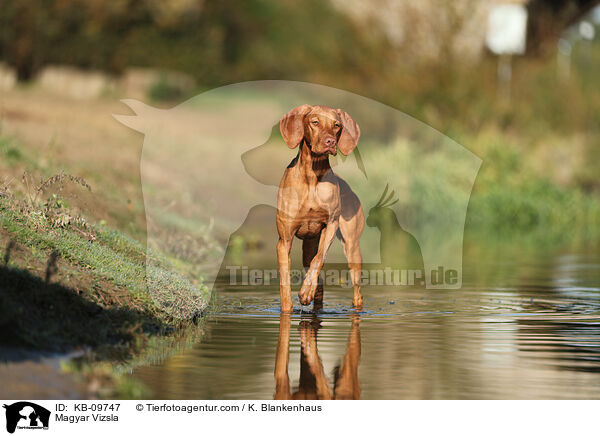 Magyar Vizsla / KB-09747