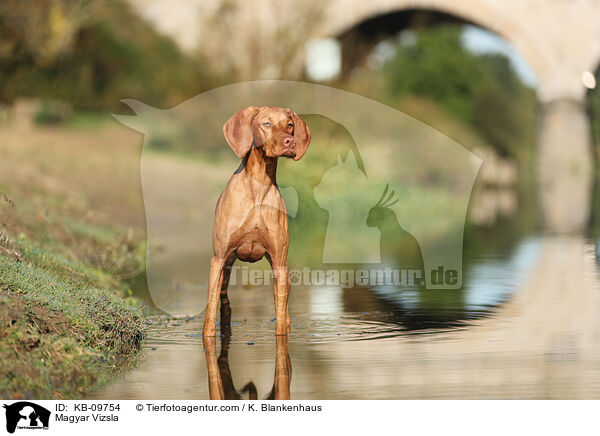 Magyar Vizsla / KB-09754