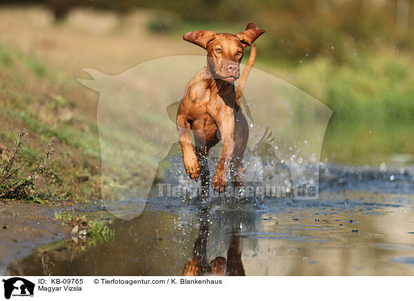 Magyar Vizsla / KB-09765