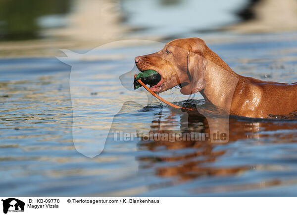 Magyar Vizsla / KB-09778