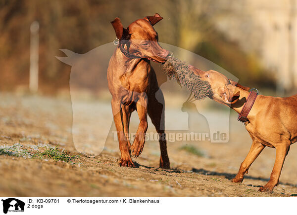 2 dogs / KB-09781