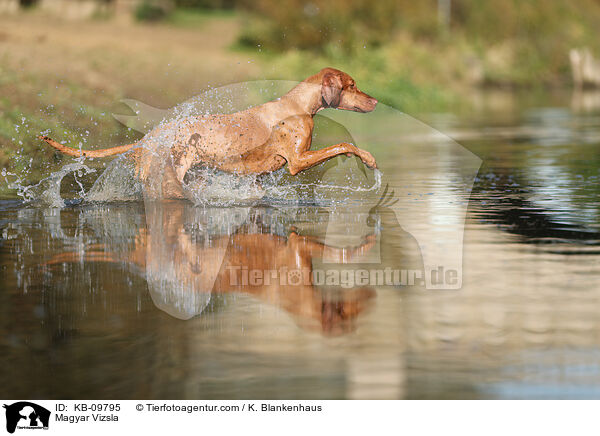 Magyar Vizsla / KB-09795