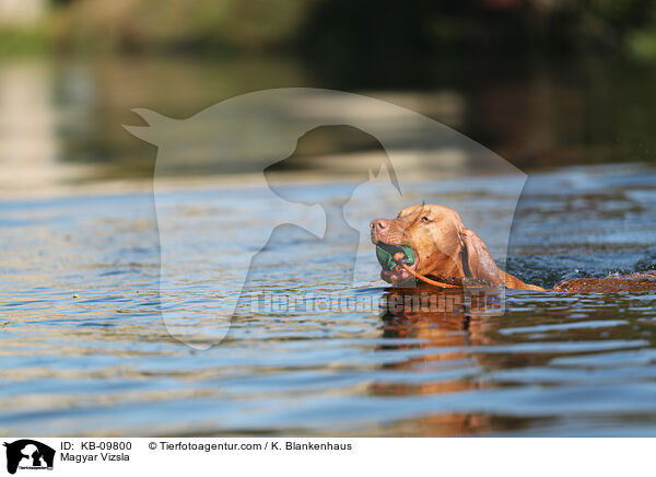 Magyar Vizsla / KB-09800