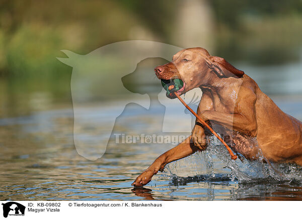 Magyar Vizsla / KB-09802