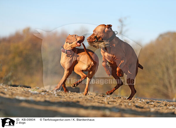 2 dogs / KB-09804