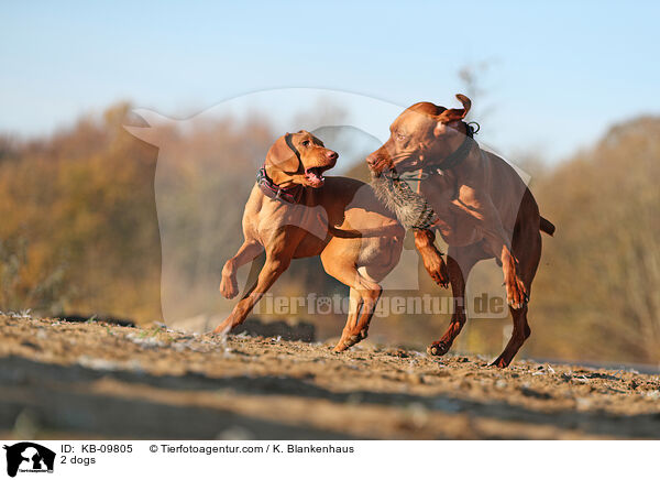 2 dogs / KB-09805