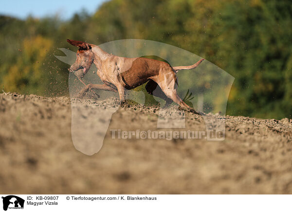 Magyar Vizsla / KB-09807