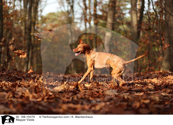Magyar Vizsla / Magyar Vizsla / KB-10079