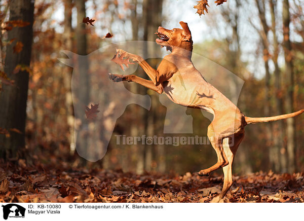 Magyar Vizsla / KB-10080
