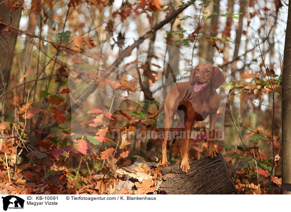 Magyar Vizsla / KB-10091