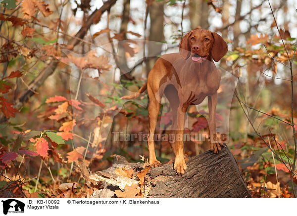 Magyar Vizsla / KB-10092